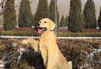 室內哈巴狗雕塑，拉絲海洋雕塑，抽象效果