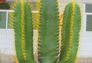 庭院仙人掌雕塑 城市古銅色雕塑 花卉小品